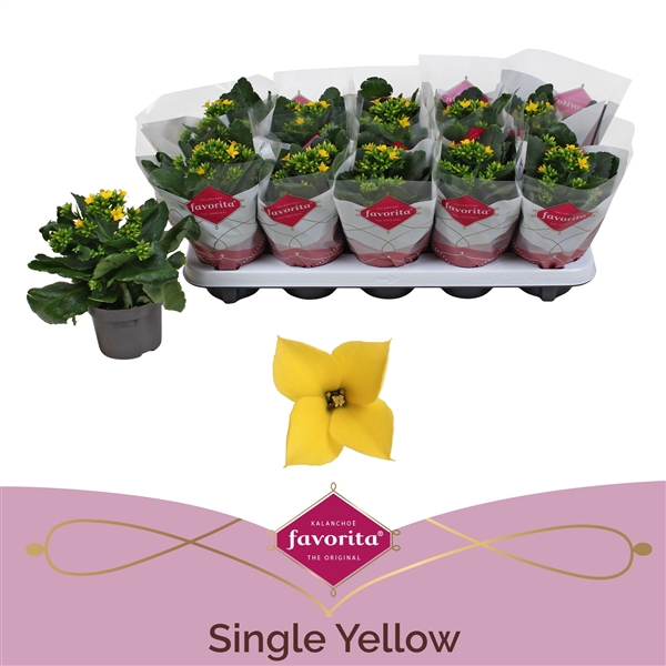 <h4>Kalanchoe favorita yellow stadium 1</h4>