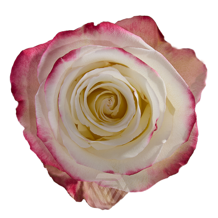 <h4>R GR SWEETNESS Tessa</h4>