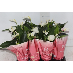 ANTHURIUM BRANCO P06