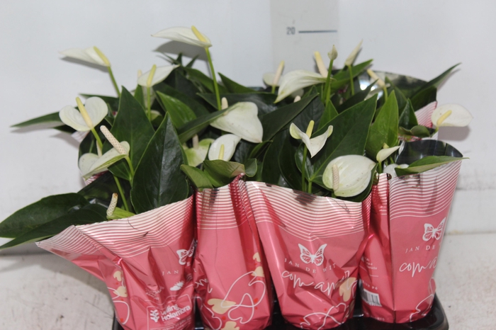 <h4>ANTHURIUM BRANCO P06</h4>