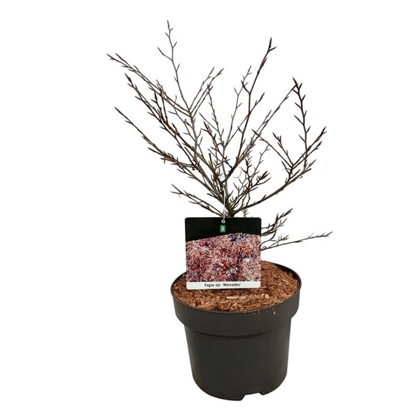 <h4>Fagus syl. 'Mercedes'</h4>