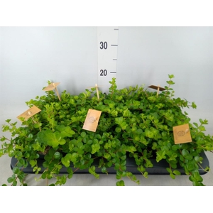 Peperomia rotundifolia