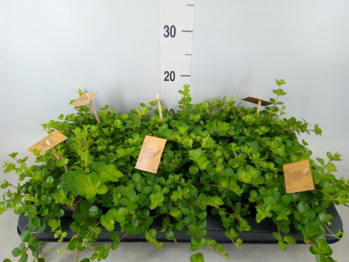 <h4>Peperomia rotundifolia</h4>