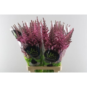 Astilbe Vision Pink (d Roze)