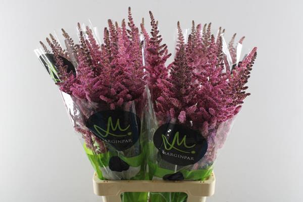 <h4>Astilbe Vision Pink (d Roze)</h4>