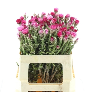 Kaaps Phaenocoma Natural Pink