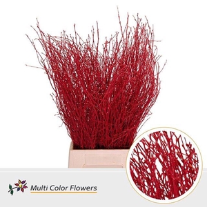 Betula Ov Klb H% Rood