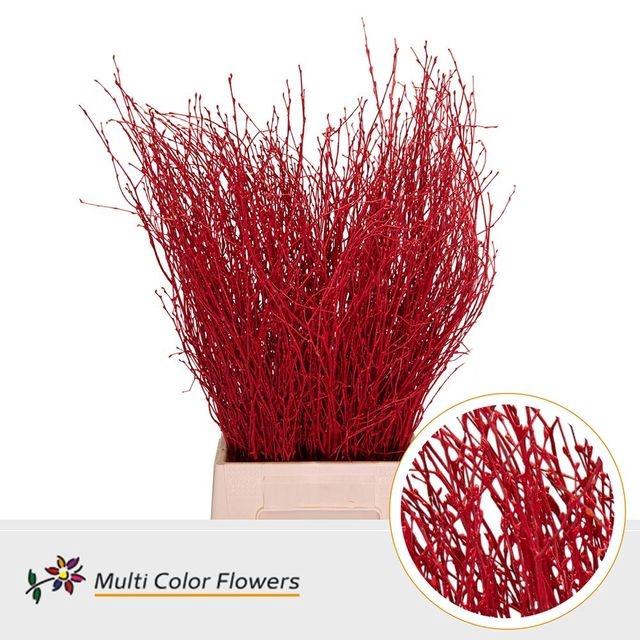 <h4>Betula Ov Klb H% Rood</h4>