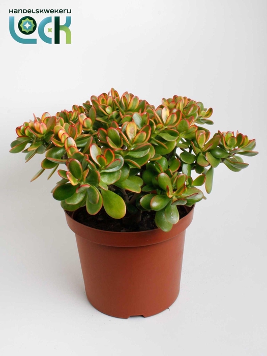 <h4>Crassula Sunset</h4>