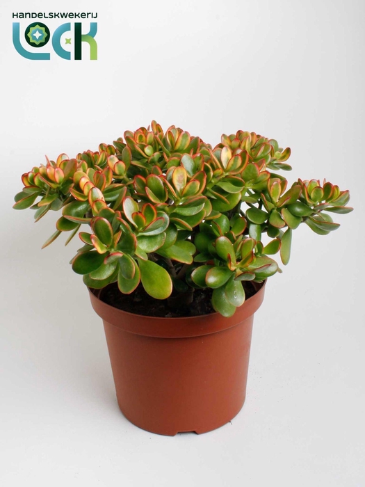 <h4>Crassula Sunset</h4>
