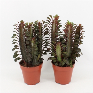 Euphorbia Trigona Rubra