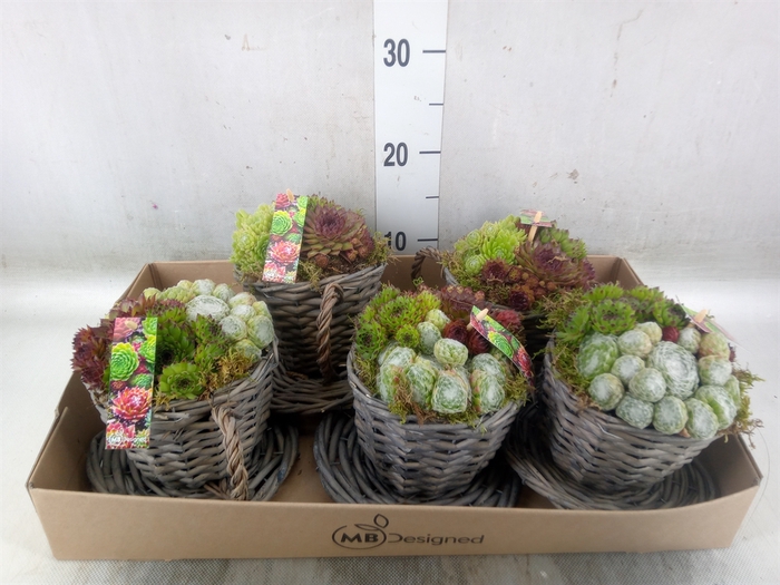 <h4>Planten  ..in schaal L%</h4>