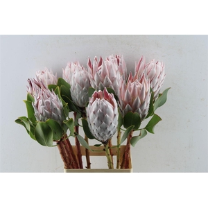 Protea Cynaroides