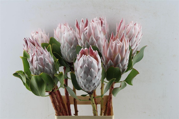 <h4>Protea Cynaroides</h4>