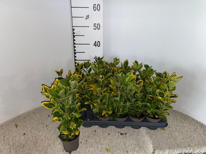 <h4>EUONYMUS JA AUREUS</h4>