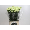 Dianthus St Lady Midori