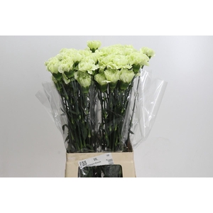 Dianthus St Lady Midori