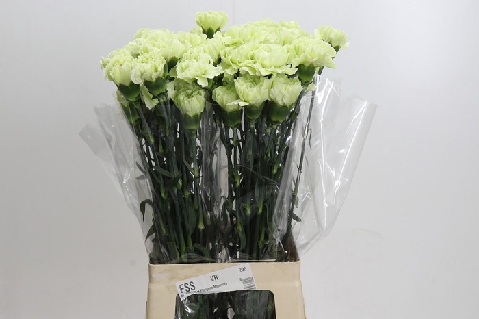 Dianthus St Lady Midori