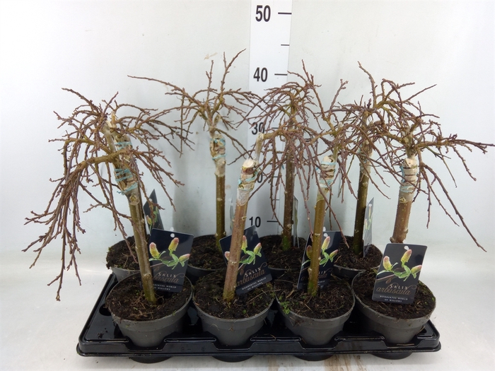 <h4>Salix arbuscula</h4>