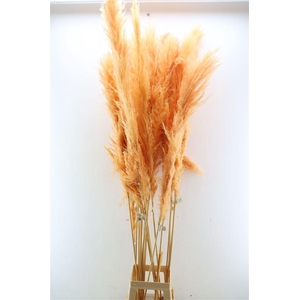 Dried Cortaderia Dadang Salmon 180cm P Stem
