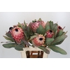 Protea Barbigera