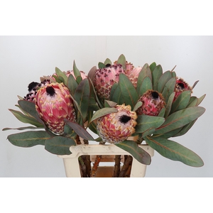 Protea Barbigera