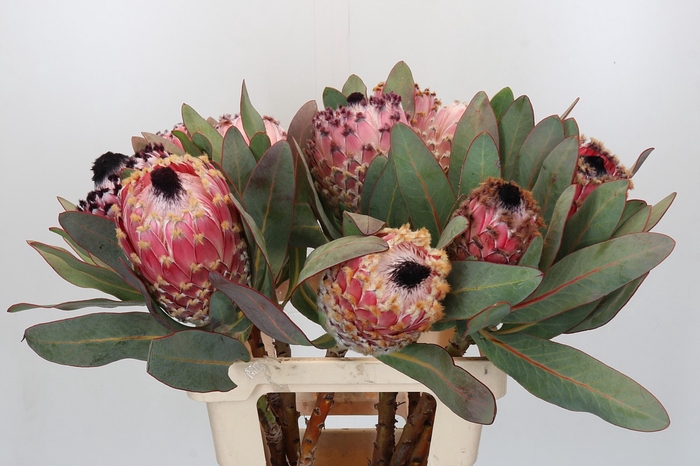 Protea Barbigera