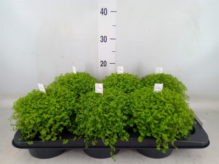 <h4>Soleirolia soleirolii   ...green</h4>