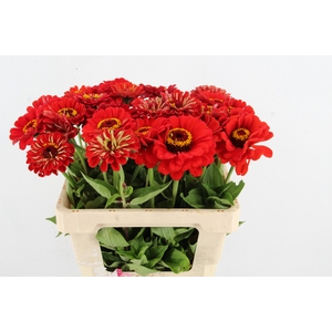 ZINNIA ELEGANS ROOD