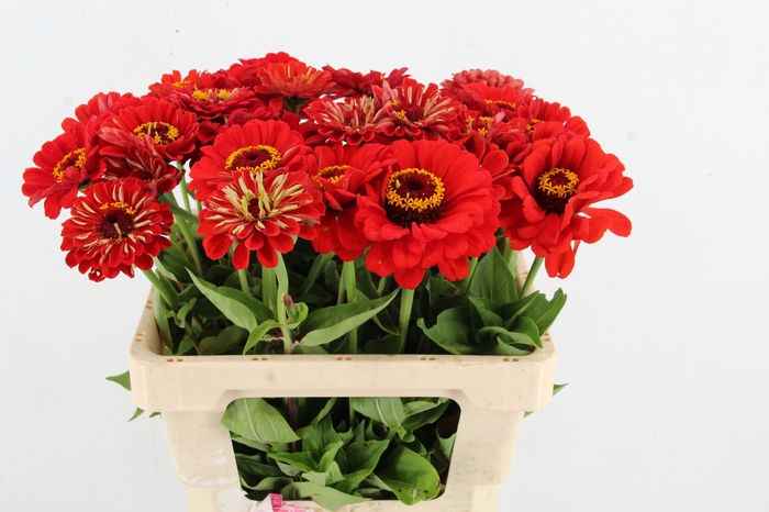 <h4>ZINNIA ELEGANS ROOD</h4>