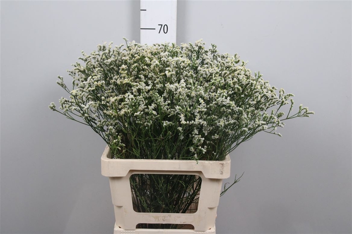 <h4>Lim Sin Mountain Diamond White</h4>