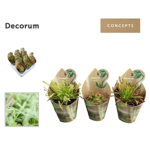 VLEESETENDE PLANTEN