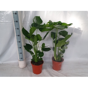 MONSTERA DELICIOSA
