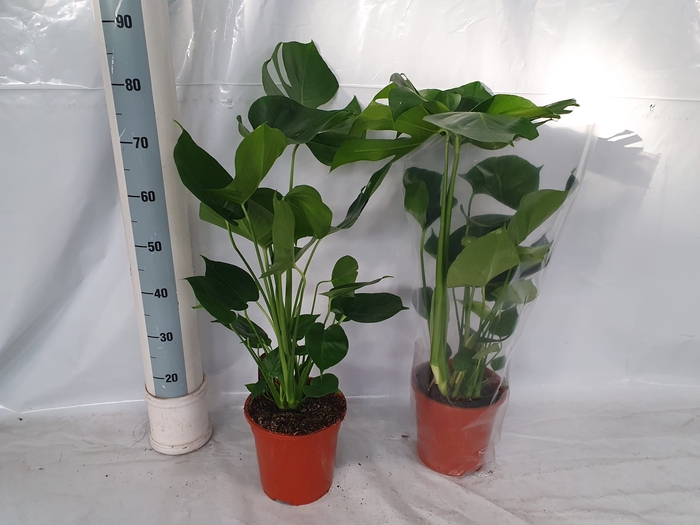 <h4>MONSTERA DELICIOSA</h4>