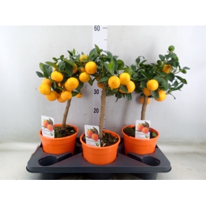 Citrus   ...