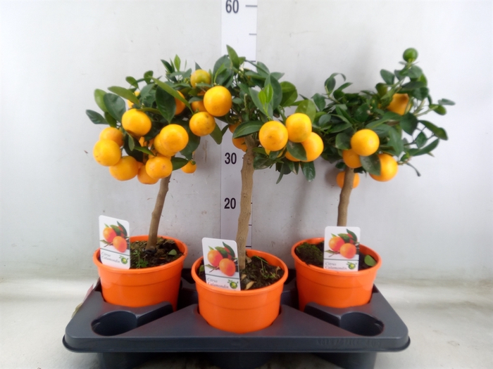 <h4>Citrus   ...</h4>