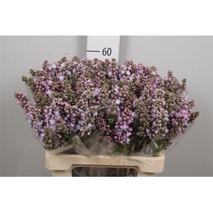 Syr V Michel Buchner 4+