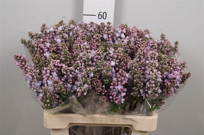 <h4>Syr V Michel Buchner 4+</h4>