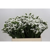 Limonium sinuatum Silvery Sun Birds