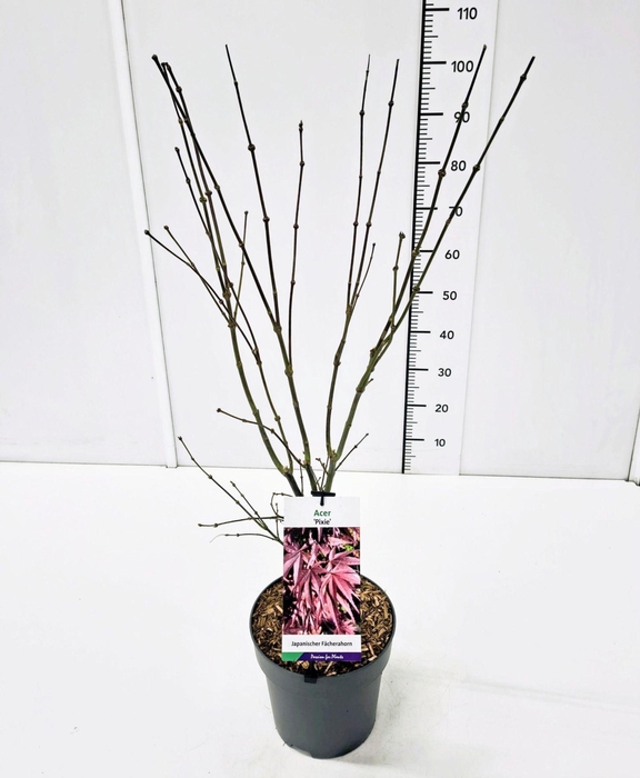 <h4>Acer palmatum Pixie</h4>