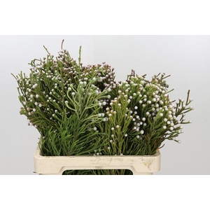 Kaaps Groen Spray Brunia