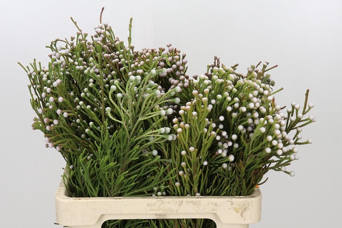 <h4>Kaaps Groen Spray Brunia</h4>