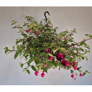 Hangpotten 27 waterreservoir Fuchsia Millenium