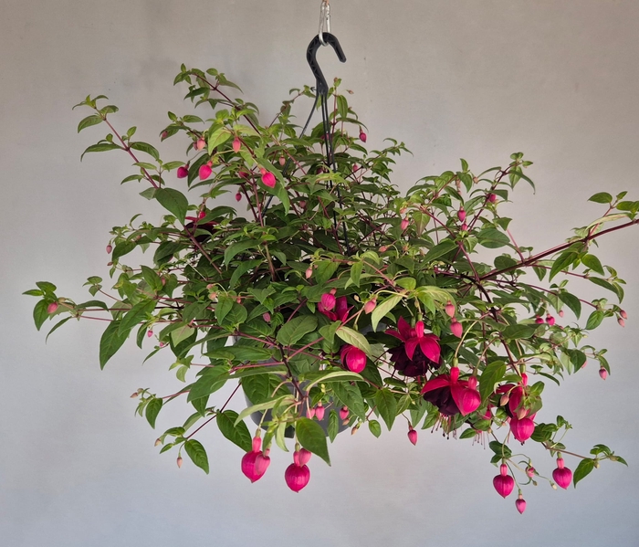 <h4>Hangpotten 27 waterreservoir Fuchsia Millenium</h4>