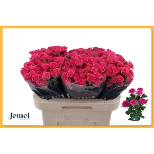 Rosa spray lianne