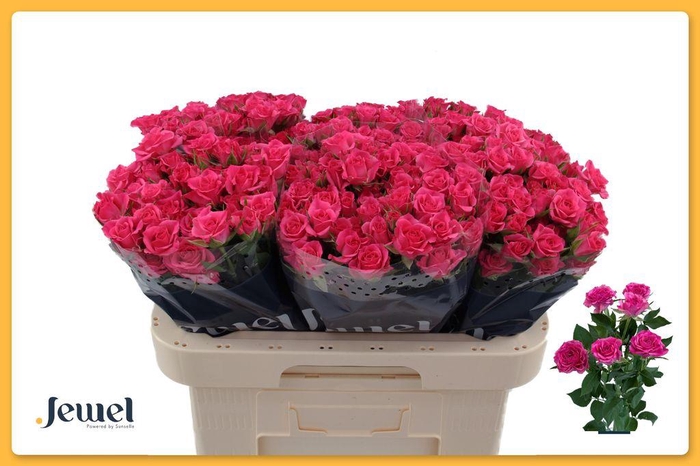 <h4>Rosa spray lianne</h4>