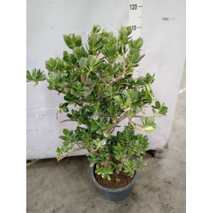 Crassula ovata