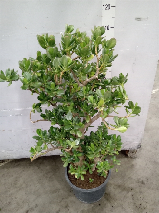 <h4>Crassula ovata</h4>