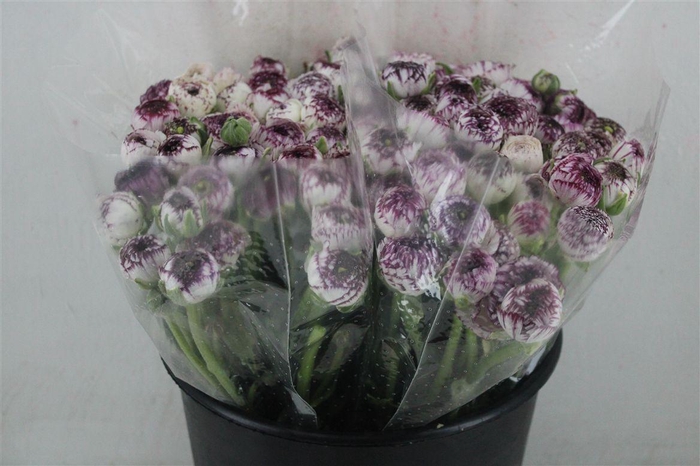 <h4>Ran Elegance Cappucino</h4>