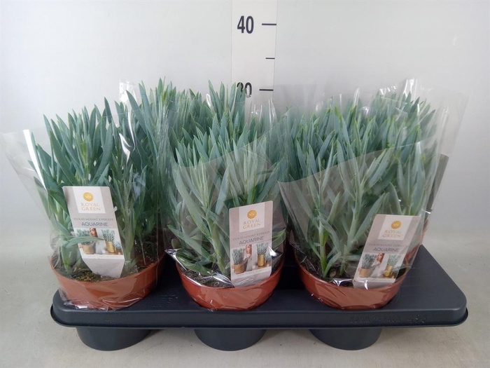 <h4>Curio ficoides 'Mount everest'</h4>